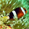 Brown Anemonefish