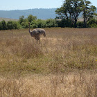 Masai Ostrich (female)