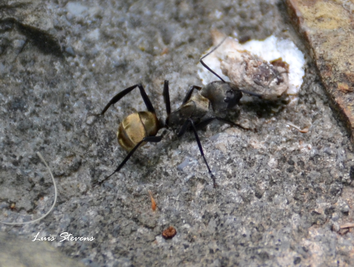 Camponotus Ant