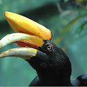 Rhinoceros Hornbill