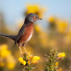 Dartford Warbler