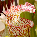 White-top pitcher plant