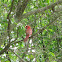 Cardinal