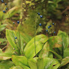 Blue-bead Lily