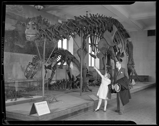 Viewing Brontosaurus skeleton, 1937