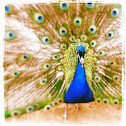 Peacock(male)