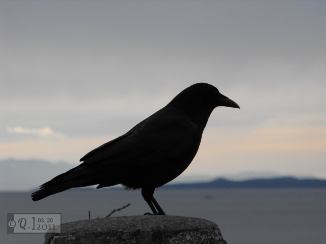 Northwestern Crow