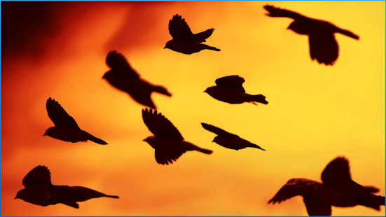 download Amazing Sunset Wallpapers free