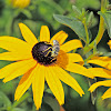 Clarkia Bee