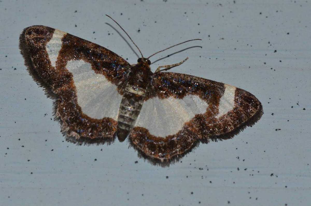 Common spring Moth