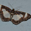 Common spring Moth