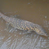 Monitor Lizard