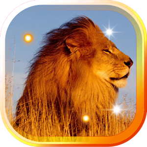 Lions Wild Hd Live Wallpaper Free Android App Market