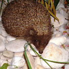 Northern white-breasted Hedgehog / Jež