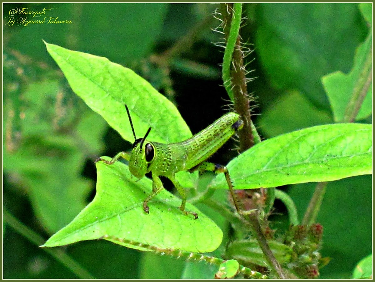 Rice Grasshopper (Nymph)