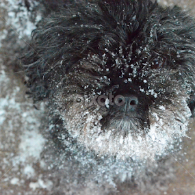 Snout Full of Snow by Selah Madland - Animals - Dogs Portraits