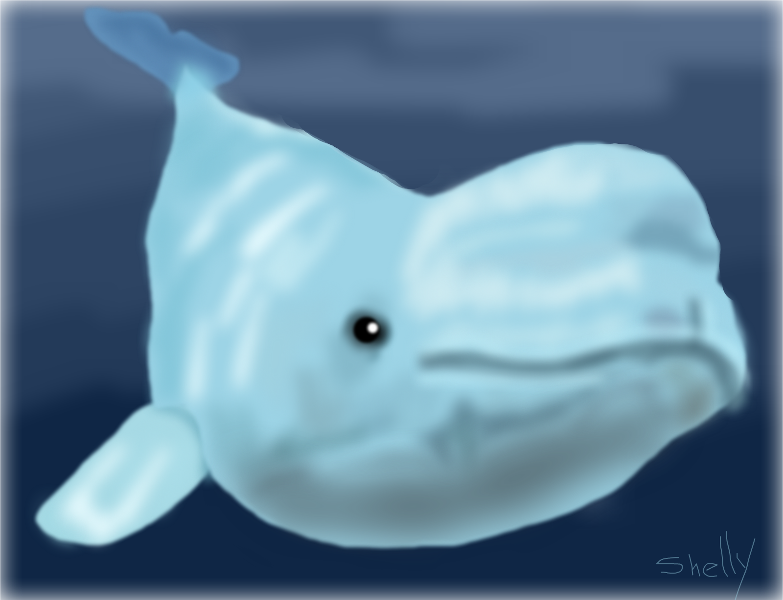 Baby Beluga » drawings » SketchPort