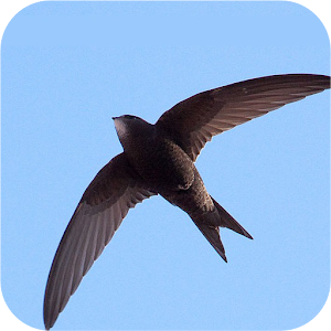 Swift Programming Notes 1.0