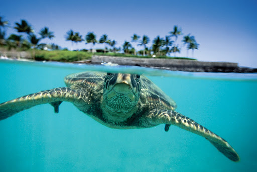 Underwater shot of a sea turtle. 