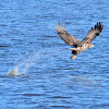 Bald Eagle Fish Fight