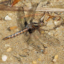 Blue Corporal dragonflies (immature males)
