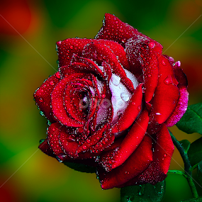 Final Rose by TEDDY ZUSMA - Flowers Single Flower