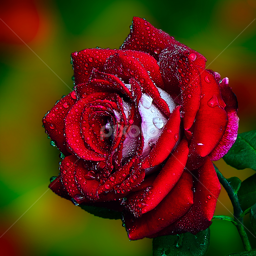 Final Rose by TEDDY ZUSMA - Flowers Single Flower