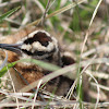 American Woodcock nest and chicks