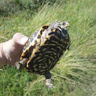 Ornate Box Turtle