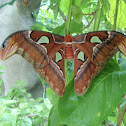 Atlas Moth 