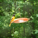 Baltimore Oriole