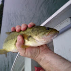 Smallmouth bass