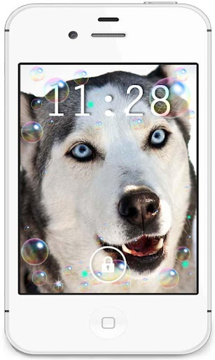 【免費個人化App】Husky Fanny HD live wallpaper-APP點子