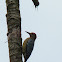 Hoffmann's woodpecker