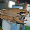 Masked frog