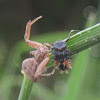 Crab Spider versus Asian Ladybug Larva