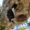 (Female) Acorn Woodpecker