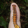 Caterpillar