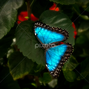 Blue Morpho by Jackie Wilson - Animals Insects & Spiders
