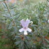 Coast Rosemary