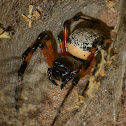 Hermit Spider (female)