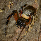 Hermit Spider (female)