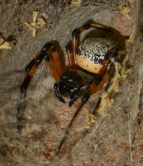 Hermit Spider (female) Project Noah