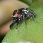 Jumping Spider