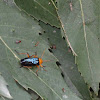 Orange-blue Narrow-necked Leaf Beetle