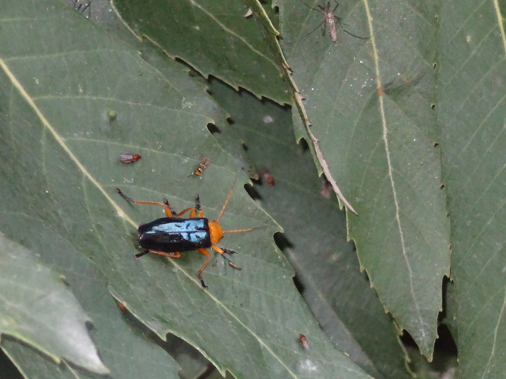 Orange-blue Narrow-necked Leaf Beetle