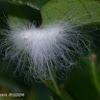 Black-waved Flannel Caterpillar