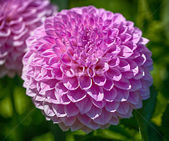 Summer Dahlia by Brent Morris - Flowers Flower Gardens