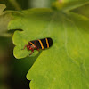 Two-lined spittlebug