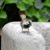 House Sparrow (male)